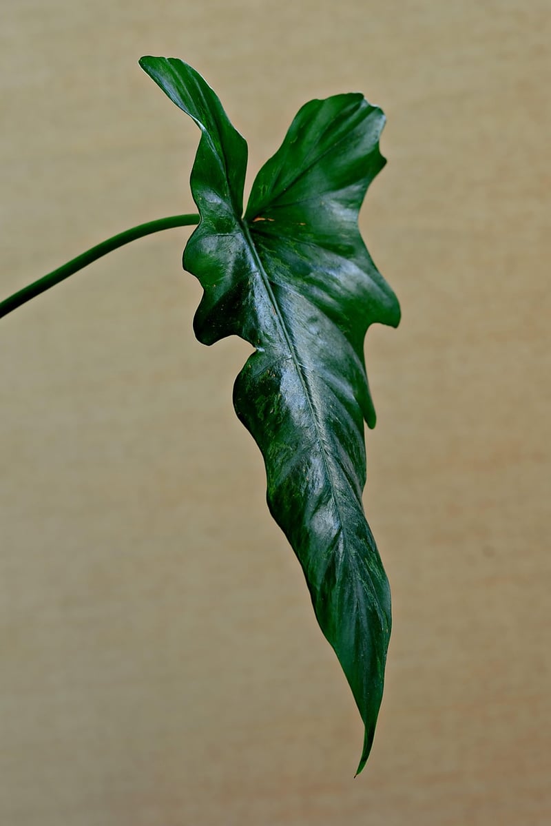 Indoor greenery ideas